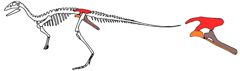 Ornithischian pelvic bones