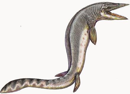 Taniwhasaurus