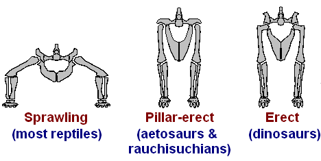Hip posture