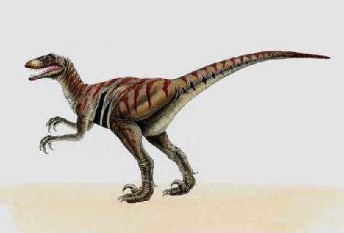 Velociraptor picture 7