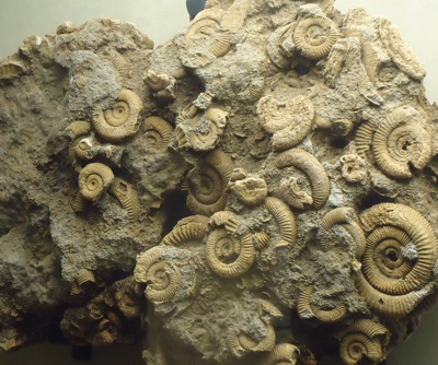 Fossilized ammonites preserved in rock