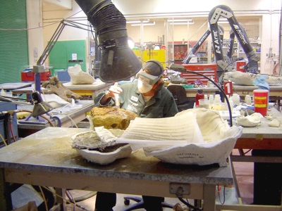 Fossils being cleaned and prepared at the Royal Tyrell Museum