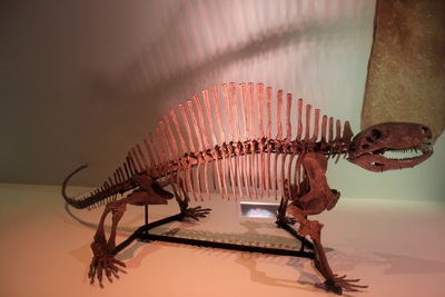 Fossil Lizard