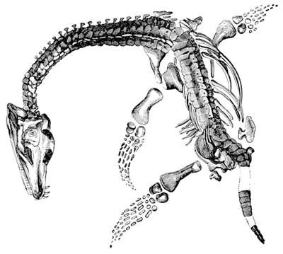 Plesiosaurus macrocephalus found by Mary Anning