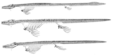 Mosasaur fossils