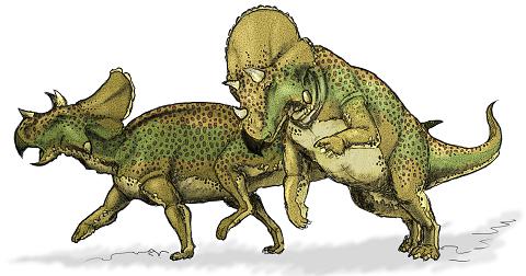 Avaceratops picture 1