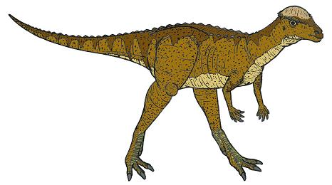 dinosaur picture pachycephalosaurus
