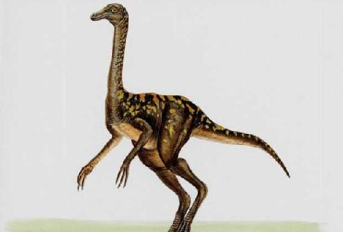 Troodon picture 1