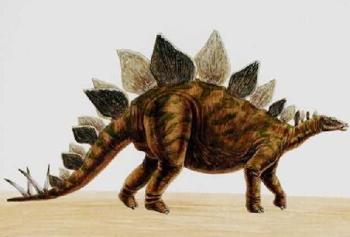 Stegosaurus picture 8