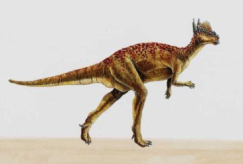 Pachycephalosaurus picture 3