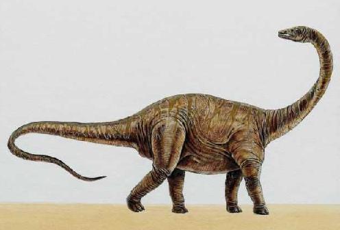Apatosaurus (Brontosaurus) picture 6