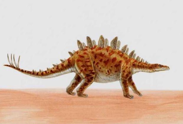 Stegosaurus picture 9