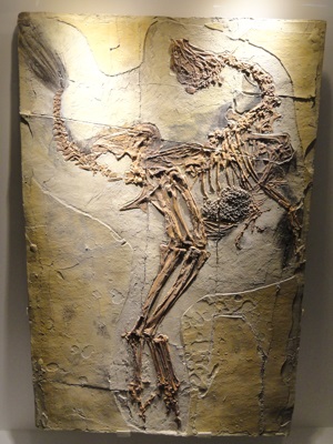 Fossil Caudipteryx with feathers