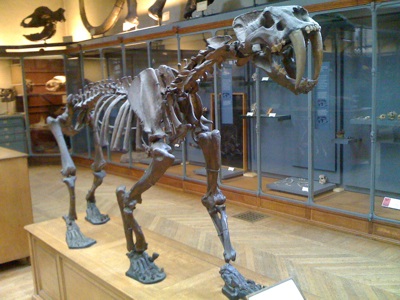 Smilodon skeletion