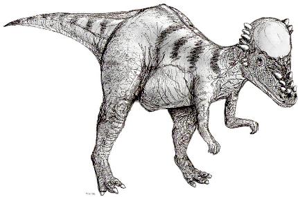 Pachycephalosaurus picture 1